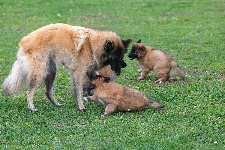 Xena met pups